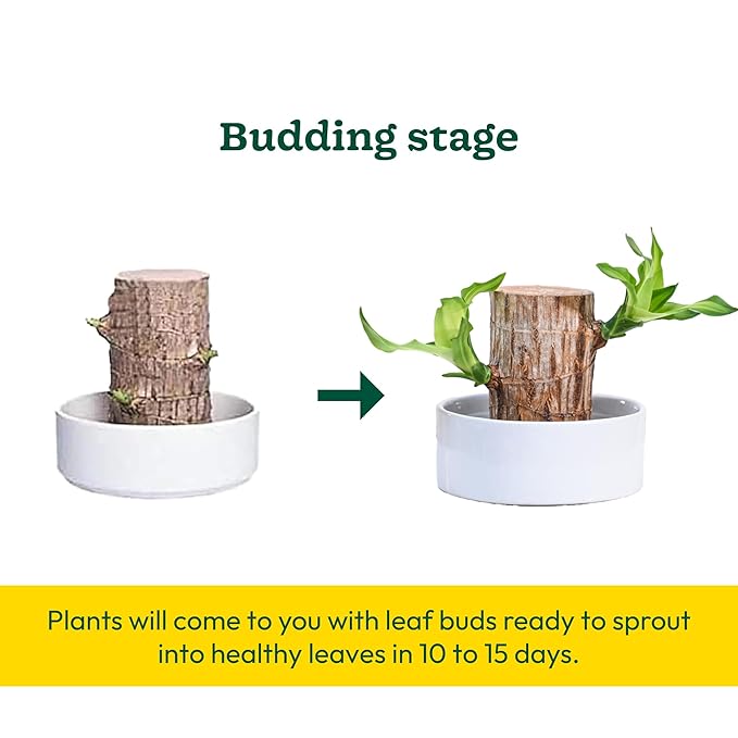 Lucky Brazil Wood Plant β Organic Indoor Shrub (Pack of 2)